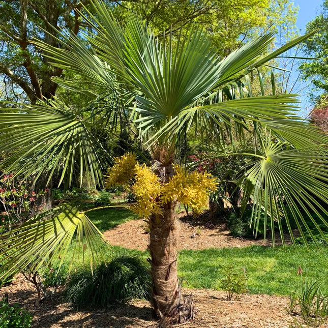 Nasiona Szorstkowca Takil - Trachycarpus Takil