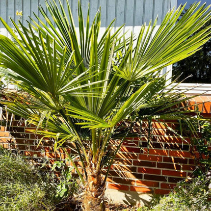 Nasiona Szorstkowca Takil - Trachycarpus Takil