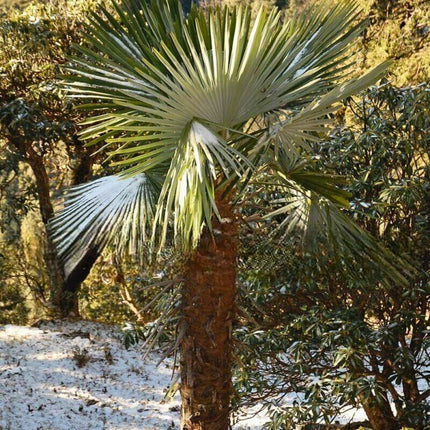 Nasiona Szorstkowca Takil - Trachycarpus Takil