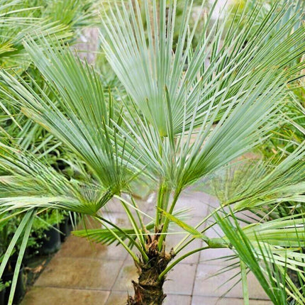 Nasiona Szorstkowca Takil - Trachycarpus Takil