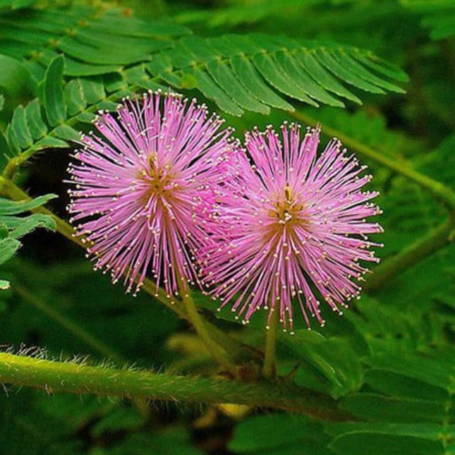 Nasiona Mimozy Wstydliwej - Mimosa Pudica