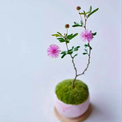 Nasiona Mimozy Wstydliwej - Mimosa Pudica