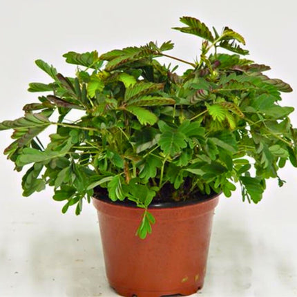 Nasiona Mimozy Wstydliwej - Mimosa Pudica
