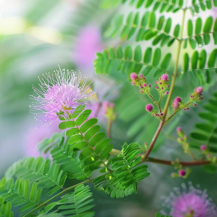 Nasiona Mimozy Wstydliwej - Mimosa Pudica