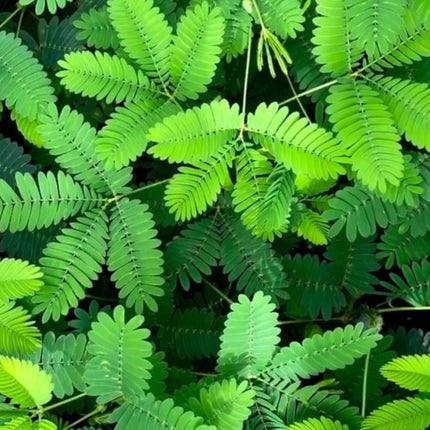 Nasiona Mimozy Wstydliwej - Mimosa Pudica