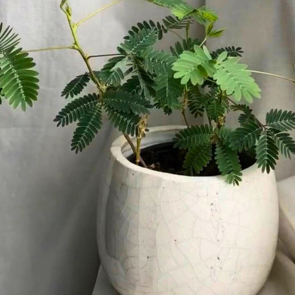 Nasiona Mimozy Wstydliwej - Mimosa Pudica