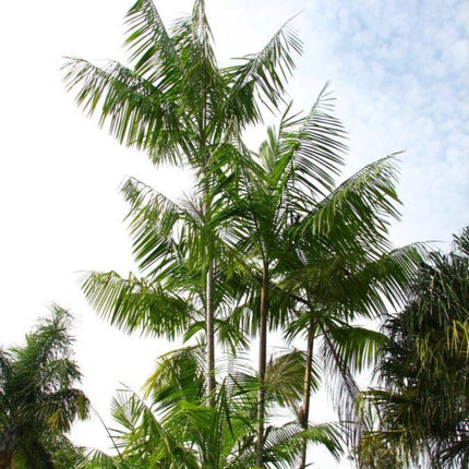 Nasiona Palmy Acai - Euterpe Oleracea