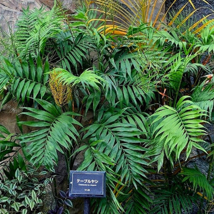 Nasiona Palmy Koralowej - Chamaedorea Elegans