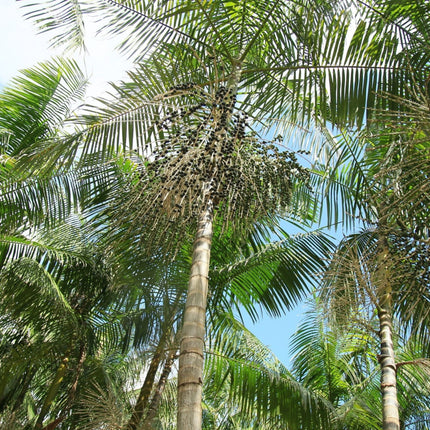 Nasiona Palmy Acai - Euterpe Oleracea