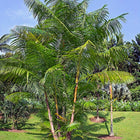 Nasiona Palmy Acai (Euterpe oleracea)