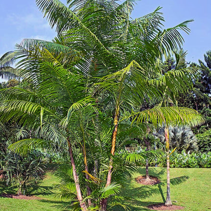 Nasiona Palmy Acai - Euterpe Oleracea