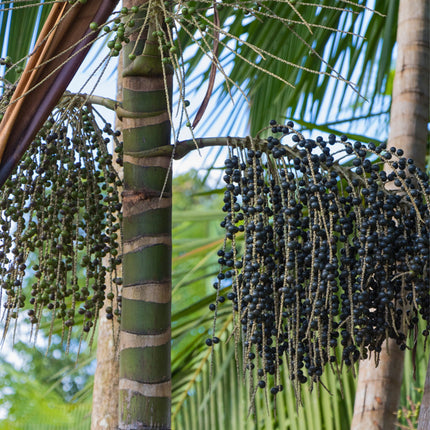Nasiona Palmy Acai - Euterpe Oleracea