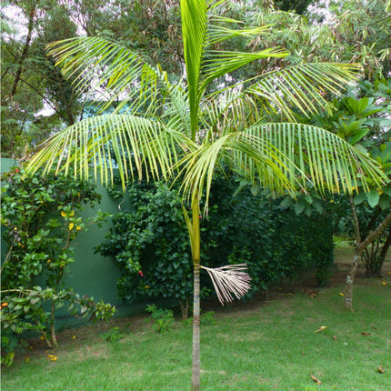 Nasiona Palmy Acai - Euterpe Oleracea