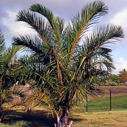 Nasiona Palmy Raffii - Raphia Farinifera