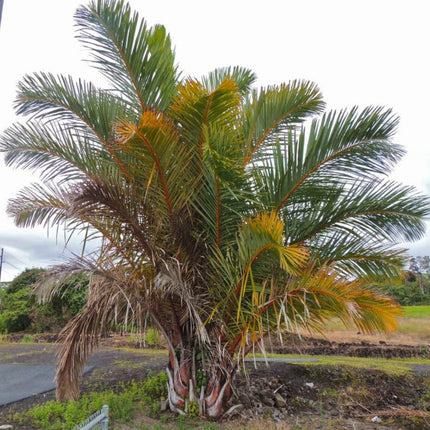 Nasiona Palmy Raffii - Raphia Farinifera