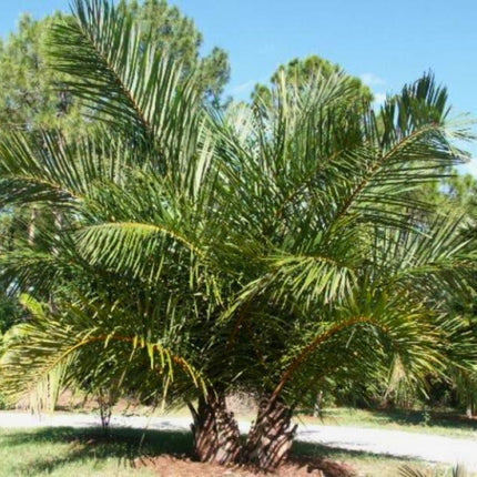 Nasiona Palmy Raffii - Raphia Farinifera