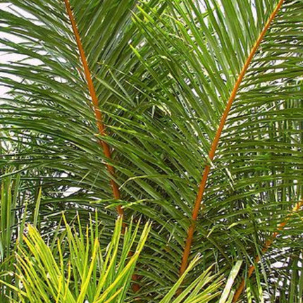 Nasiona Palmy Raffii - Raphia Farinifera