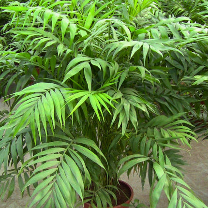 Nasiona Palmy Koralowej - Chamaedorea Elegans