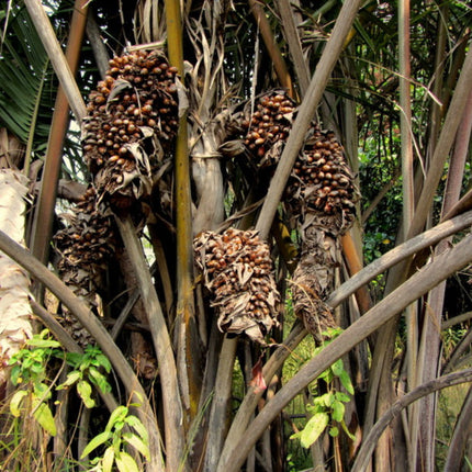 Nasiona Palmy Raffii - Raphia Farinifera