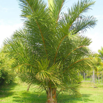 Nasiona Palmy Raffii - Raphia Farinifera