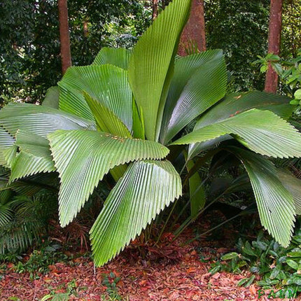 Nasiona Palmy Diamentowej - Johannesteijsmannia Altifrons