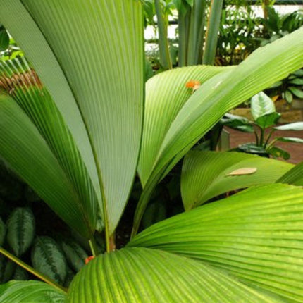Nasiona Palmy Diamentowej - Johannesteijsmannia Altifrons