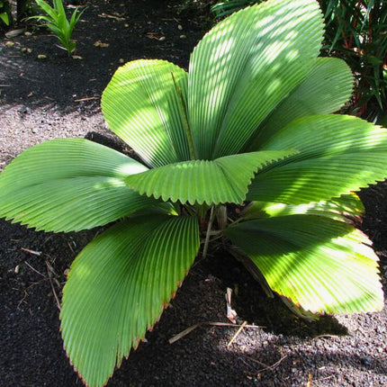 Nasiona Palmy Diamentowej - Johannesteijsmannia Altifrons