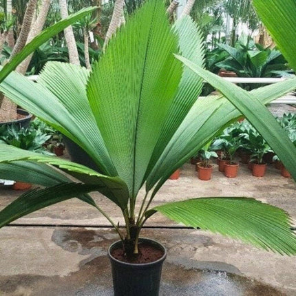 Nasiona Palmy Diamentowej - Johannesteijsmannia Altifrons