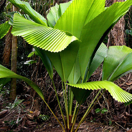Nasiona Palmy Diamentowej - Johannesteijsmannia Altifrons