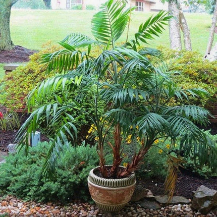 Nasiona Palmy Koralowej - Chamaedorea Elegans