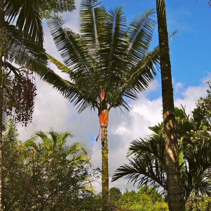 Nasiona Palmy Solnej - Dypsis Lastelliana