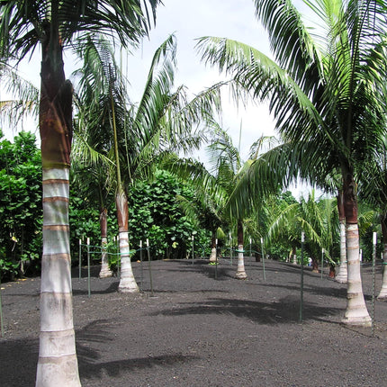 Nasiona Palmy Solnej - Dypsis Lastelliana