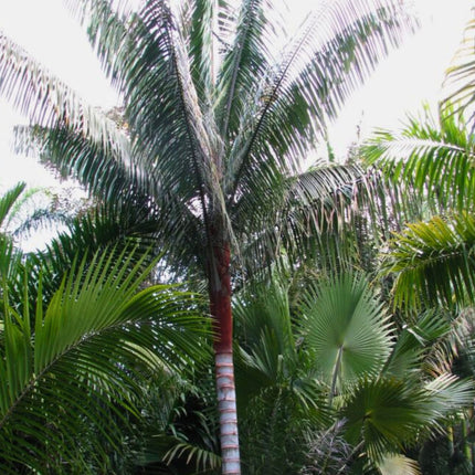 Nasiona Palmy Solnej - Dypsis Lastelliana