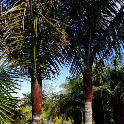 Nasiona Palmy Solnej - Dypsis Lastelliana