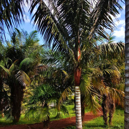 Nasiona Palmy Solnej - Dypsis Lastelliana