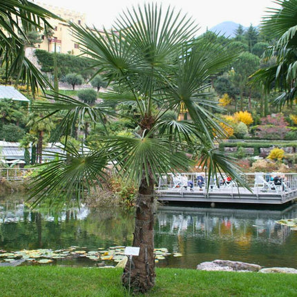 Nasiona Szorstkowca Ukhrulensis - Trachycarpus Ukhrulensis