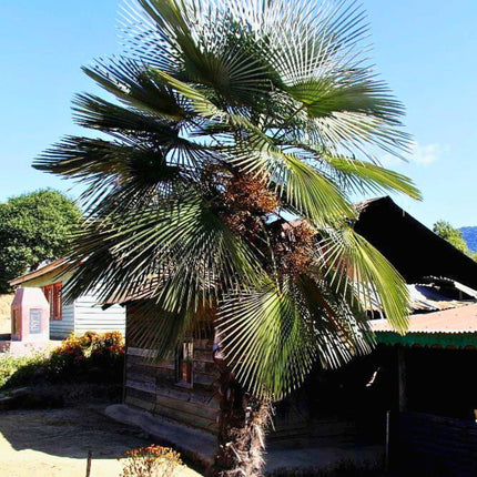 Nasiona Szorstkowca Ukhrulensis - Trachycarpus Ukhrulensis