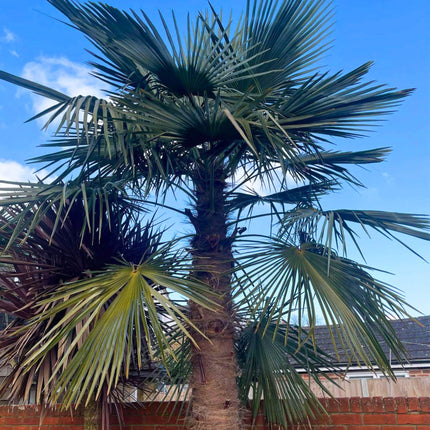 Nasiona Szorstkowca Ukhrulensis - Trachycarpus Ukhrulensis