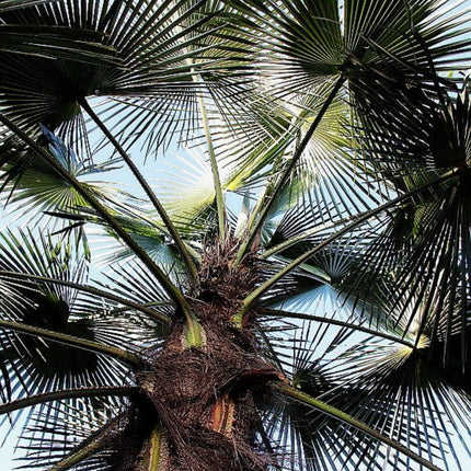 Nasiona Szorstkowca Ukhrulensis - Trachycarpus Ukhrulensis