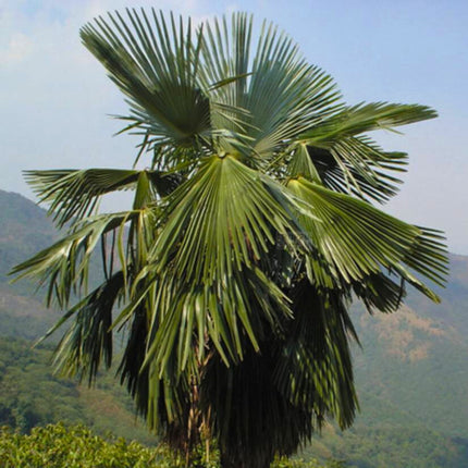Nasiona Szorstkowca Ukhrulensis - Trachycarpus Ukhrulensis