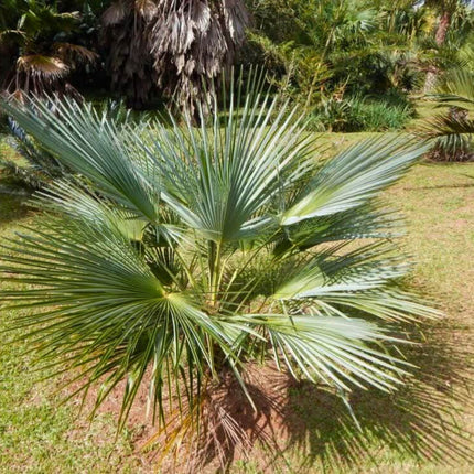 Nasiona Szorstkowca Ukhrulensis - Trachycarpus Ukhrulensis