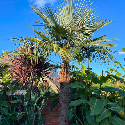 Nasiona Szorstkowca Ukhrulensis - Trachycarpus Ukhrulensis