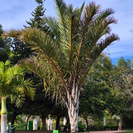 Nasiona Palmy Raffii - Raphia Farinifera