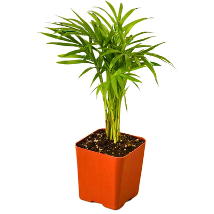 Nasiona Palmy Koralowej - Chamaedorea Elegans