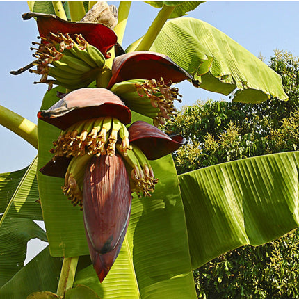 Nasiona Bananowca Cheesmana - Musa Cheesmanii