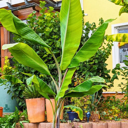 Nasiona Bananowca Cheesmana - Musa Cheesmanii