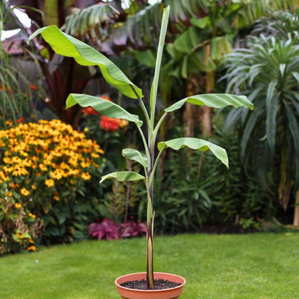 Nasiona Bananowca Cheesmana - Musa Cheesmanii