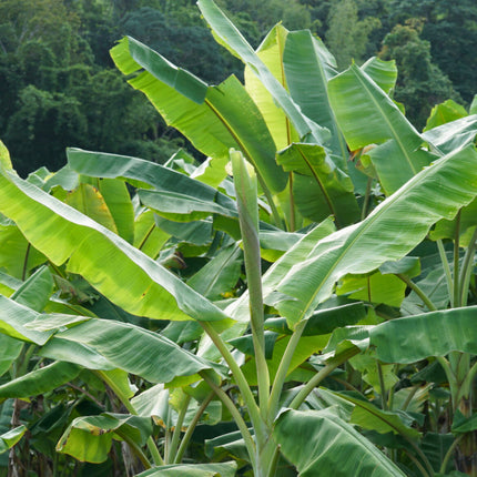 Nasiona Bananowca Cheesmana - Musa Cheesmanii