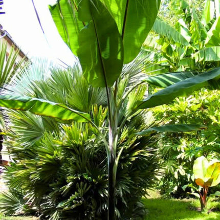 Nasiona Bananowca Cheesmana - Musa Cheesmanii
