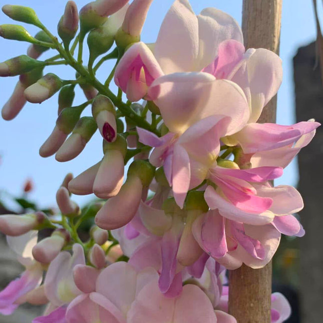 Nasiona Meksykańskiej Lili - Gliricidia Maculata